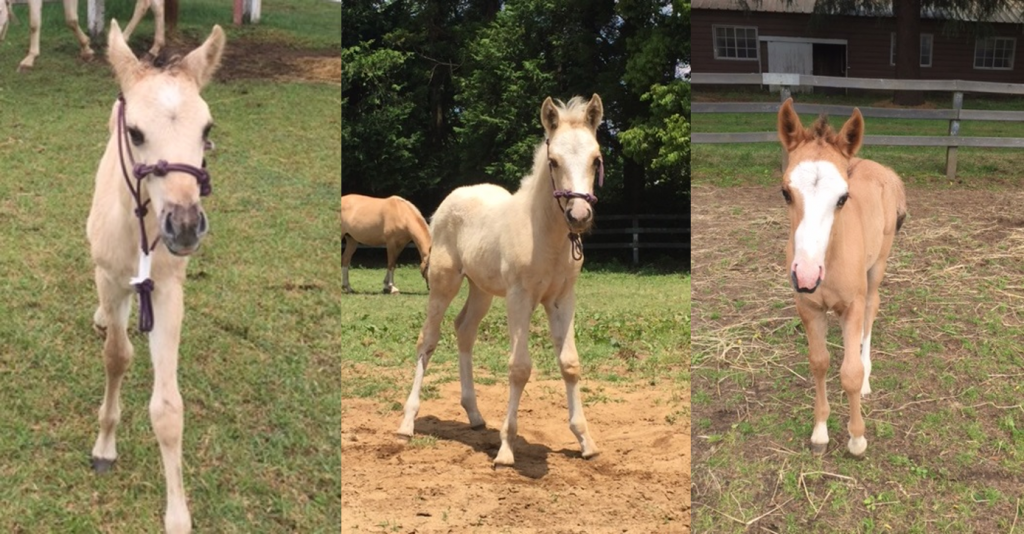 生まれた子馬たち（写真は農学生命科学研究科附属牧場提供）