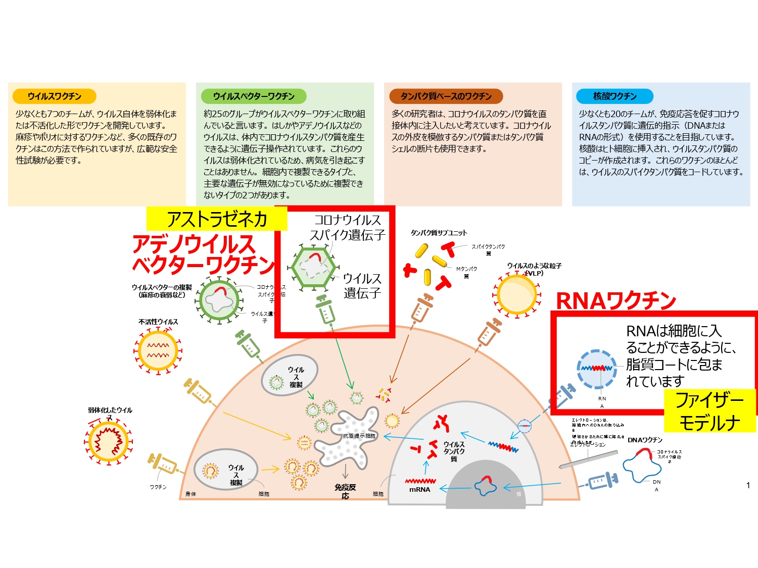 国産 ワクチン