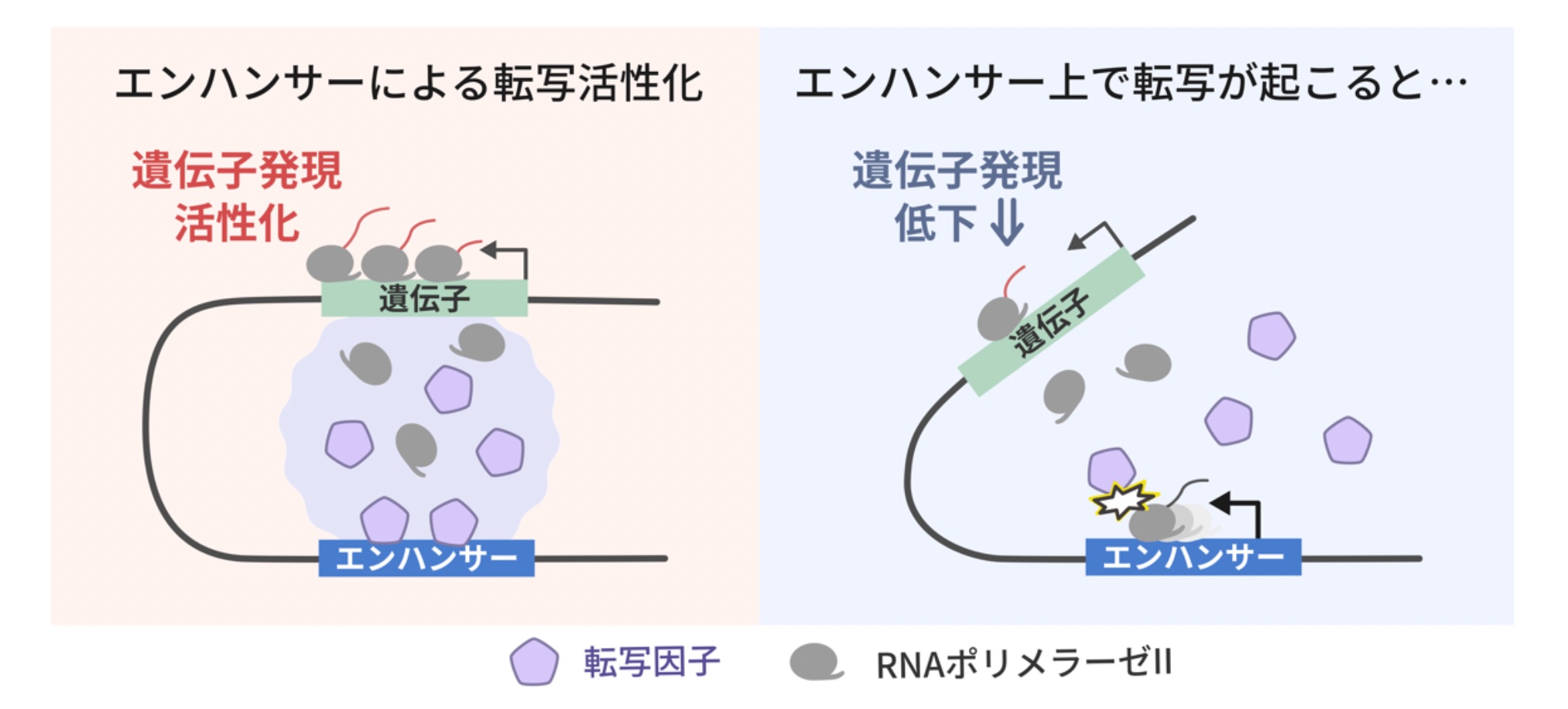 エンハンサーは特定のコード領域からの転写効率を向上させる働きを持つが、RNAの合成を担う転写酵素がエンハンサー上を進行すると転写因子の集合が妨害され、コード領域の転写が抑制される