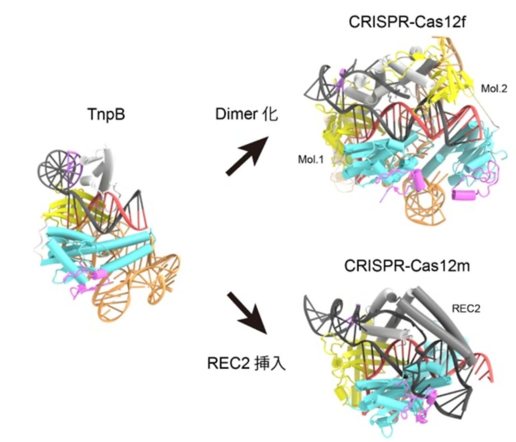 TnpBからCas12への進化