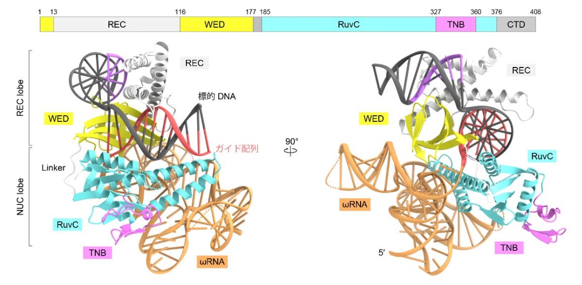 構造医学解析 I 界面水の不均一性を原子レベルの分解能で解明 ―高い構造情報量をもつ