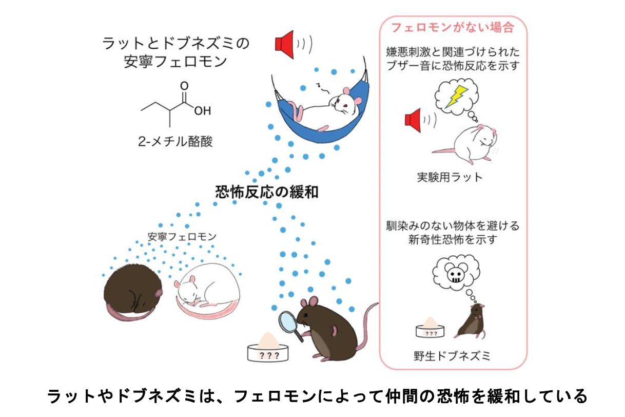 清川准教授らのリリース中の画像