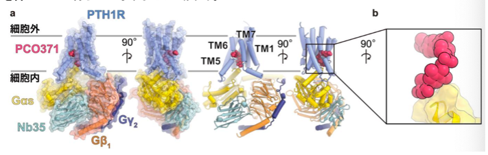 PCO371の結合したPTH1Rの複合体