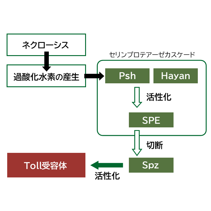 ネクローシスを感知する自然免疫経路の概略図