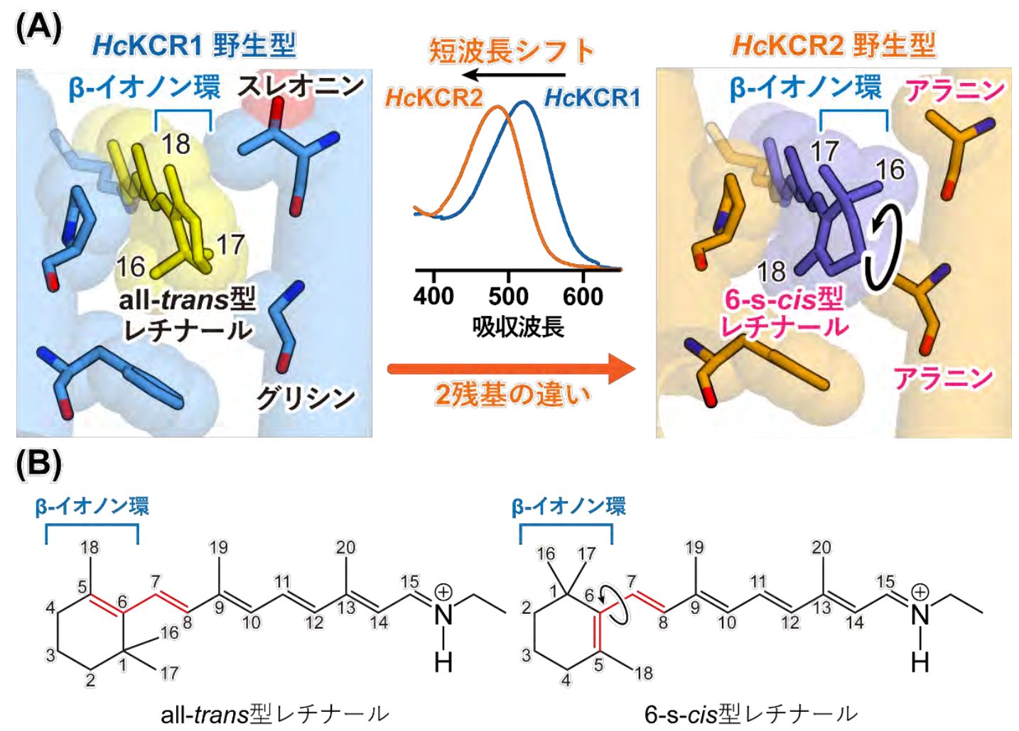 KCR structure