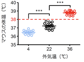 (図1)マウスを各温度条件下で飼育した際の基礎体温。〇印はそれぞれのマウスの値を表す