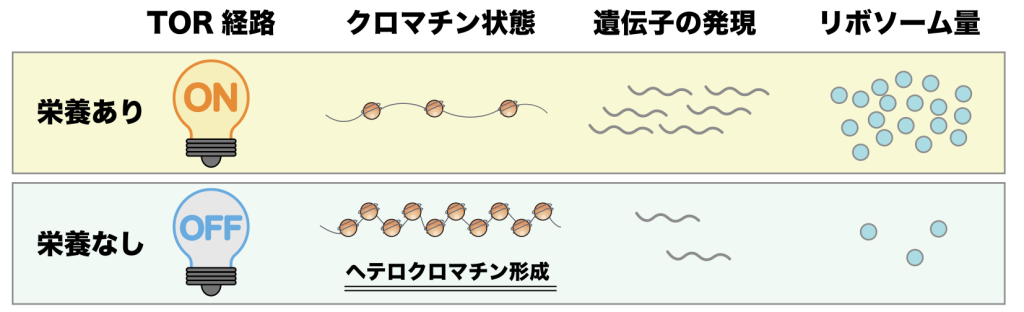 Torcpathway_chromatin