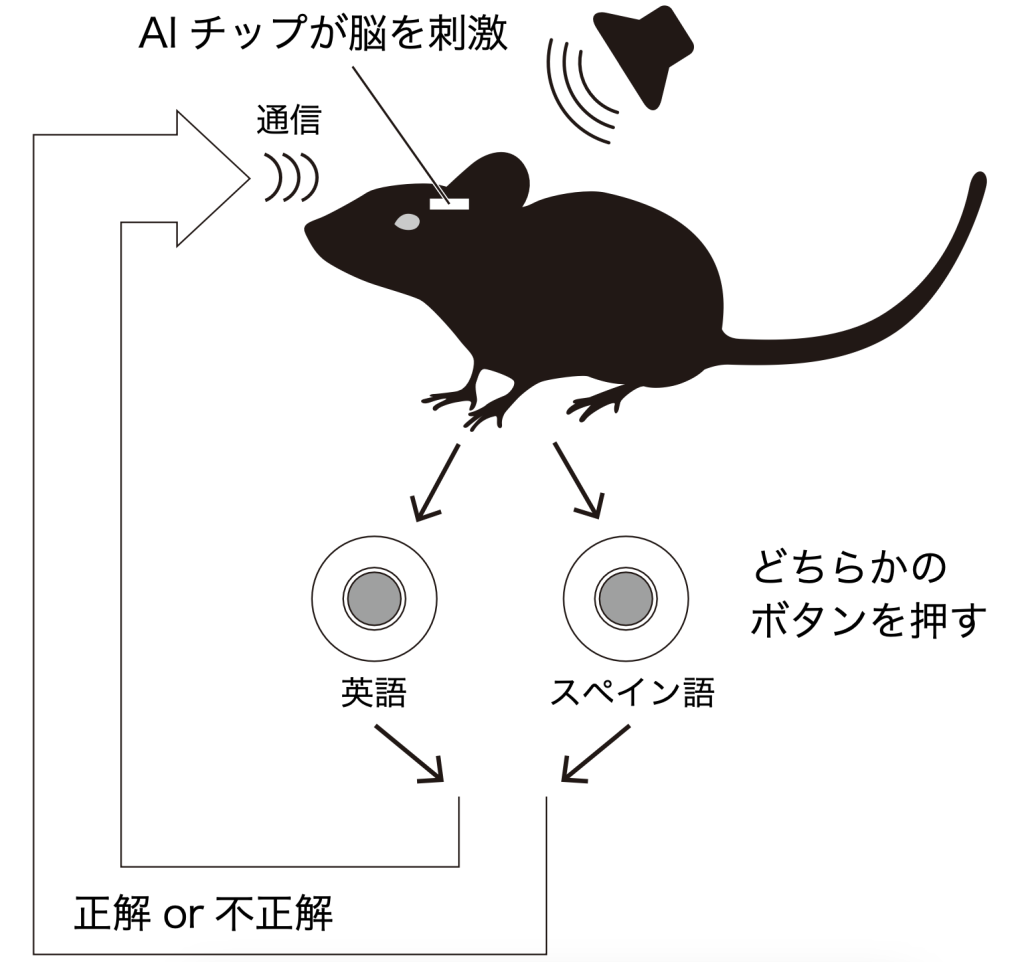 mouse listening test