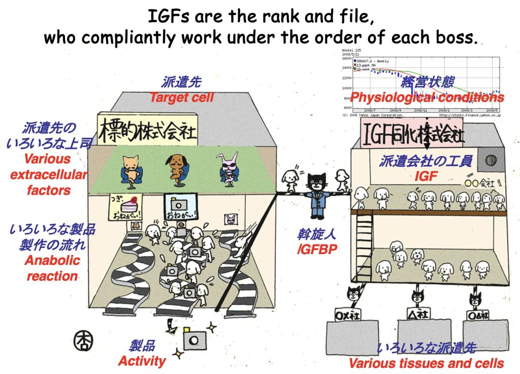 illust_IGF