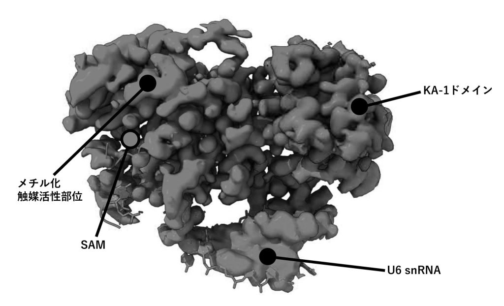 METTL16、SAM、U6 snRNAの複合体構造の模式図(発表資料を基に東京大学新聞社が改変)