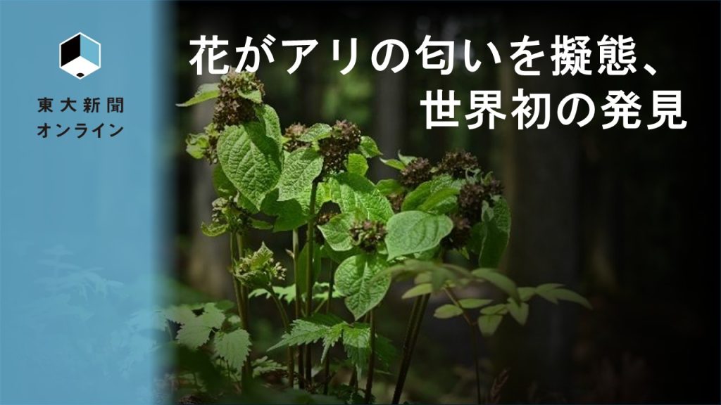 東大大学院で、花が匂いでアリに擬態する現象が発見された