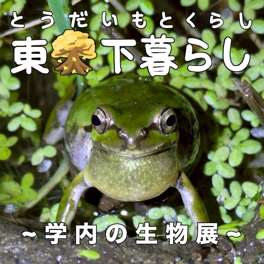東大下暮らしのロゴ
アマガエルの写真に
白い文字で東大下暮らしとある、大の字は銀杏の葉を模っている