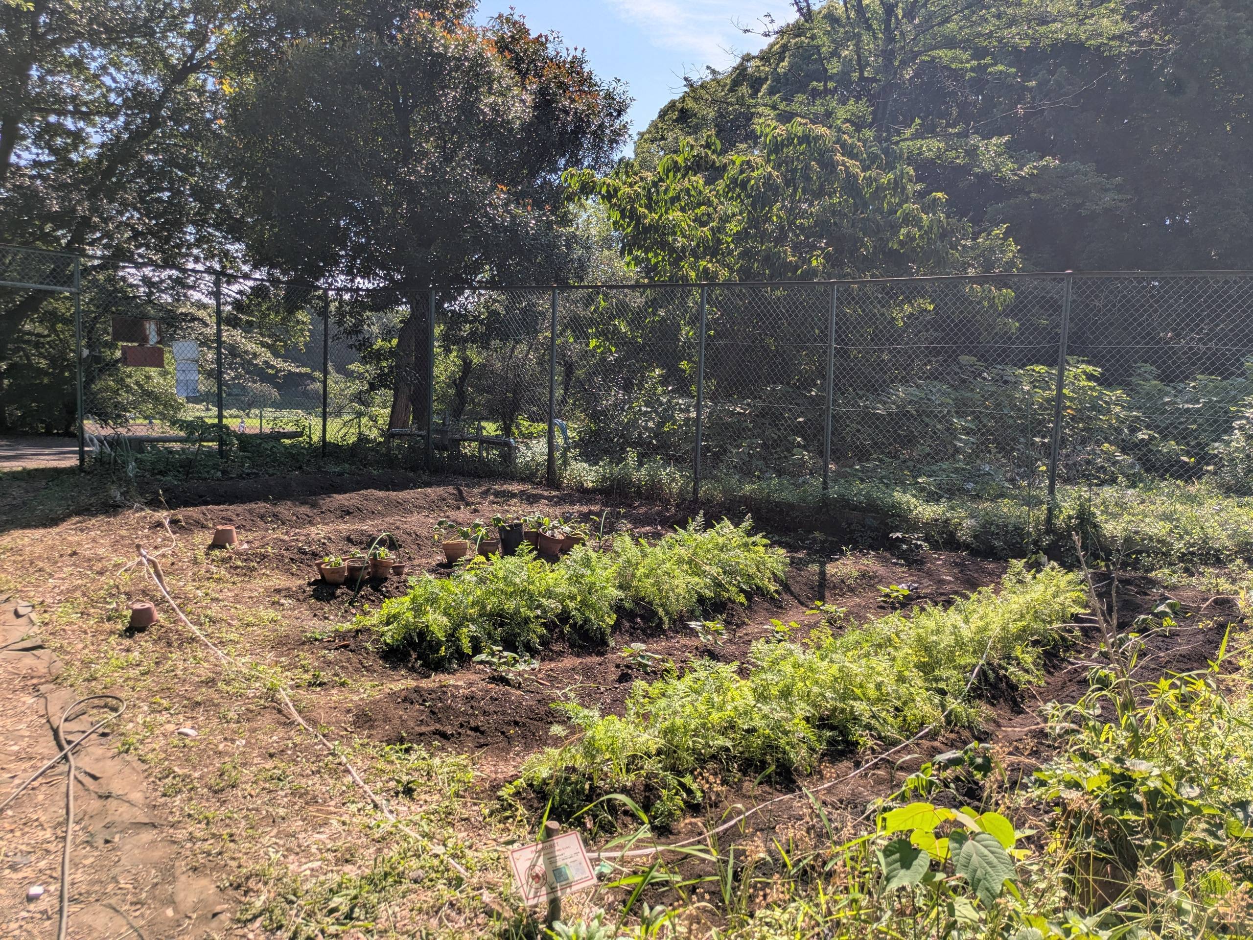 駒場Ⅰキャンパス内に広がる小さな畑『駒畑』。日常の中で手軽に農業体験ができる。(木庭さん提供)
