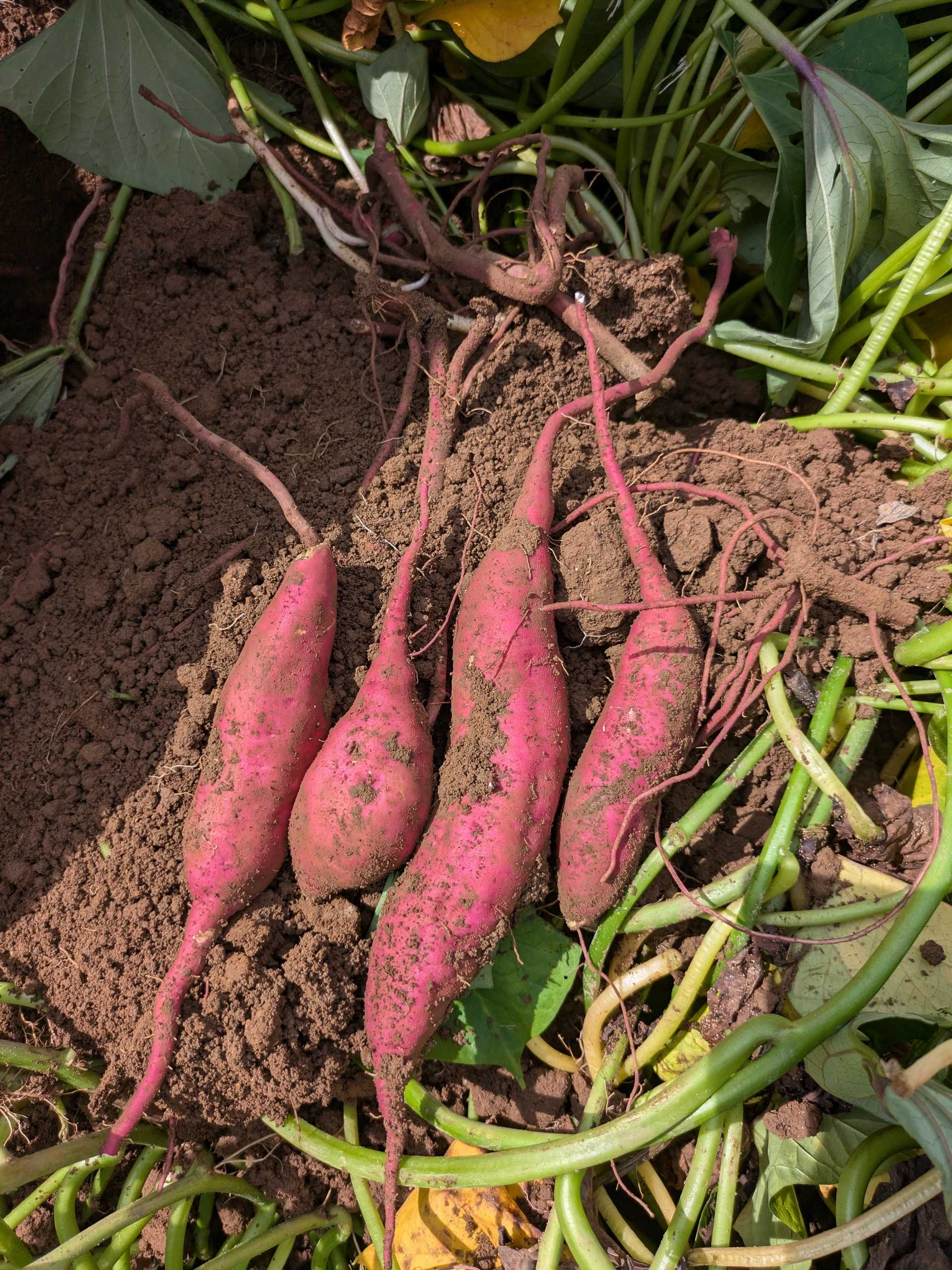 手に取れば、努力が形になった瞬間が伝わる――畑から食卓までの架け橋。(提供は木庭さん)